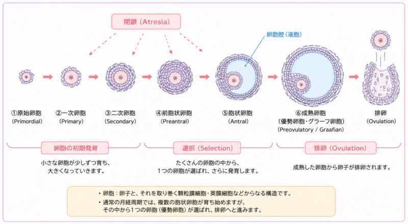 卵胞の発育と排卵