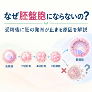 なぜ胚盤胞にならないの?受精後に胚の発育が止まる原因を解説のアイキャッチ画像