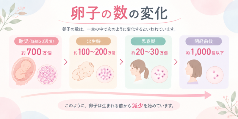 卵子の数の変化