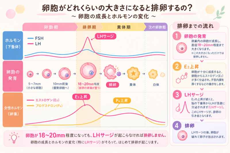 卵胞がどれぐらいの大きさになると排卵するの？最新版