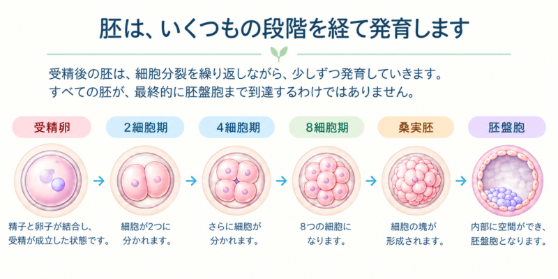 胚の発育段階