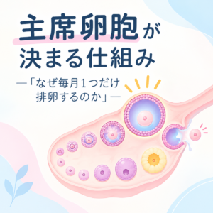主席卵胞が決まる仕組み ―「なぜ毎月1つだけ排卵するのか」のアイキャッチ画像