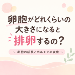 卵胞がどのくらいの大きさになると排卵するのか？のアイキャッチ画像